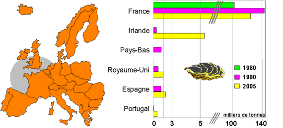Production d'huitre creuse en Europe
