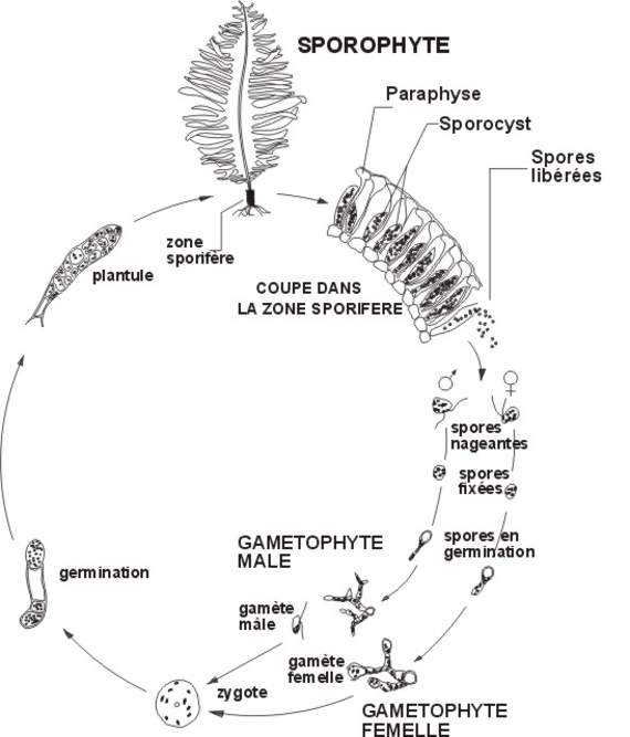 Cycle biologique d'Undaria pinnatifida