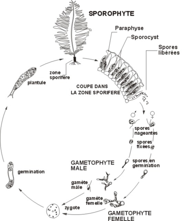  Biological cycle of Undaria pinnatifida
