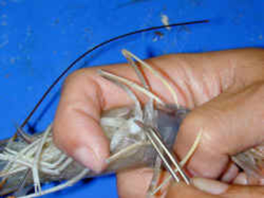Artificial insemination of a female of Litopenaeus stylirostris