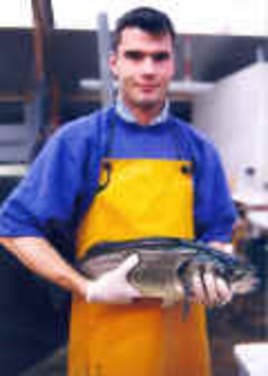 Sea bass used for reproduction in laboratory