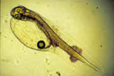 Vesicled turbot larva at 2 to 3 days