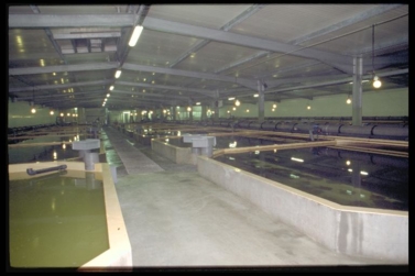 Turbot farming in a recirculating system in the Côtes d'Armor (Brittany) © Ifremer/M. Gouillou 
