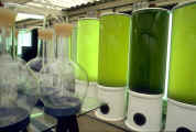 Cylindres de culture d'algues de 300 litres en ecloserie