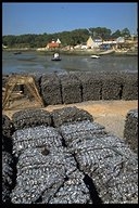 Mussel shells in bag to collect flat oyster spat