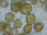 Alexandrium catenella en microscopie photonique