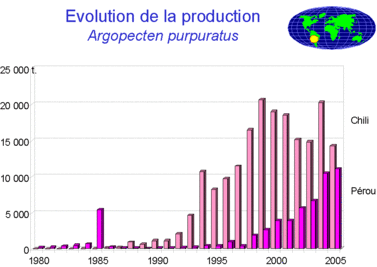 Evolution de la production de Argopecten purpuratus