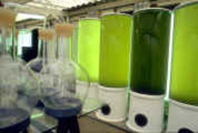 Algae are grown in hatcheries, inside 300 liter flasks