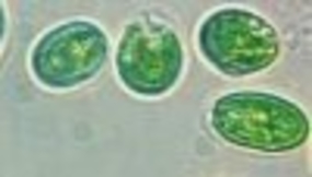 Algues unicellulaires cultivées