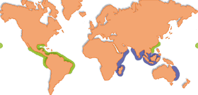 Repartition geographique et zones d'elevage de Litopenaeus vannamei (vert) et Penaeus monodon (bleu)