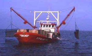 Dredging boat for deep water culture of flat oyster