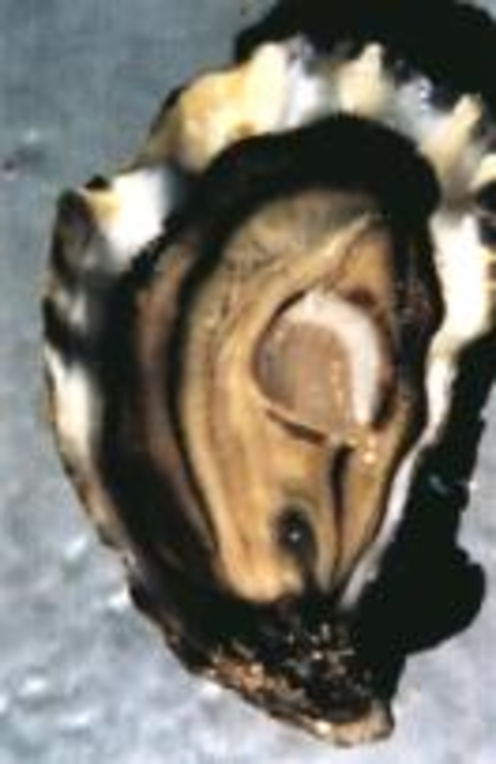 Triploid oysters Aquaculture